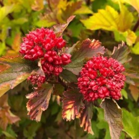 Physocarpus 'Magical Ball' - Bangitalevelű hólyagvessző