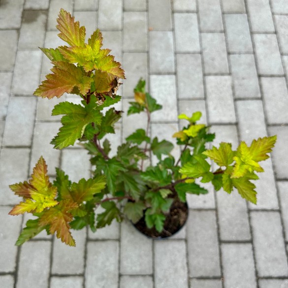 Physocarpus 'Magical Ball' - Bangitalevelű hólyagvessző