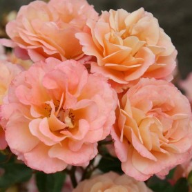 Rosa 'Cubana' - Rózsa