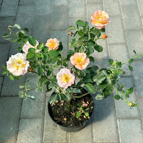 Rosa 'Cubana' - Rózsa