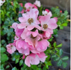 Rosa 'Mel Bee' - Rózsa
