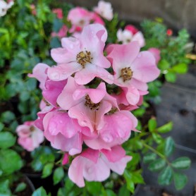Rosa 'Mel Bee' - Rózsa