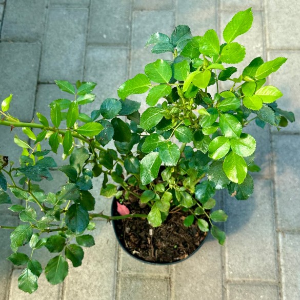 Rosa 'Mel Bee' - Rózsa