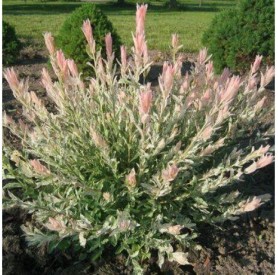 Salix 'Hakuro Nishiki' - Japán fűz