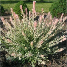 Salix 'Hakuro Nishiki' - Japán fűz