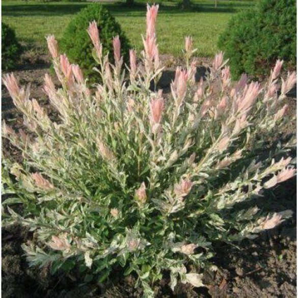 Salix 'Hakuro Nishiki' - Japán fűz