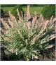 Salix 'Hakuro Nishiki' - Japán fűz