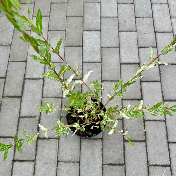 Salix 'Hakuro Nishiki' - Japán fűz