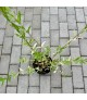 Salix 'Hakuro Nishiki' - Japán fűz