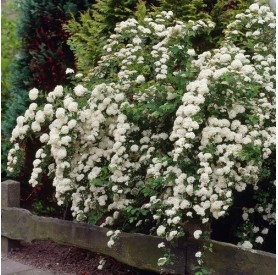Spiraea 'Snowmound' - Nipponi gyöngyvessző