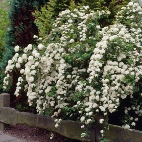 Spiraea 'Snowmound' - Nipponi gyöngyvessző