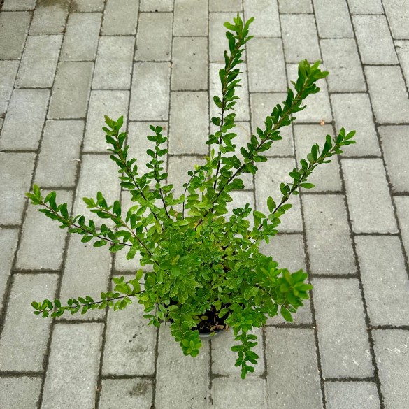 Spiraea 'Snowmound' - Nipponi gyöngyvessző