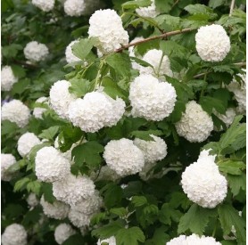 Viburnum opulus 'Roseum' - Labdarózsa