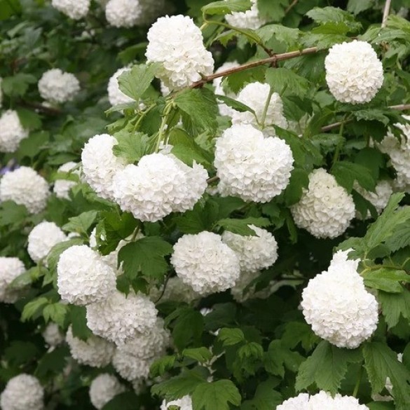 Viburnum opulus 'Roseum' - Labdarózsa