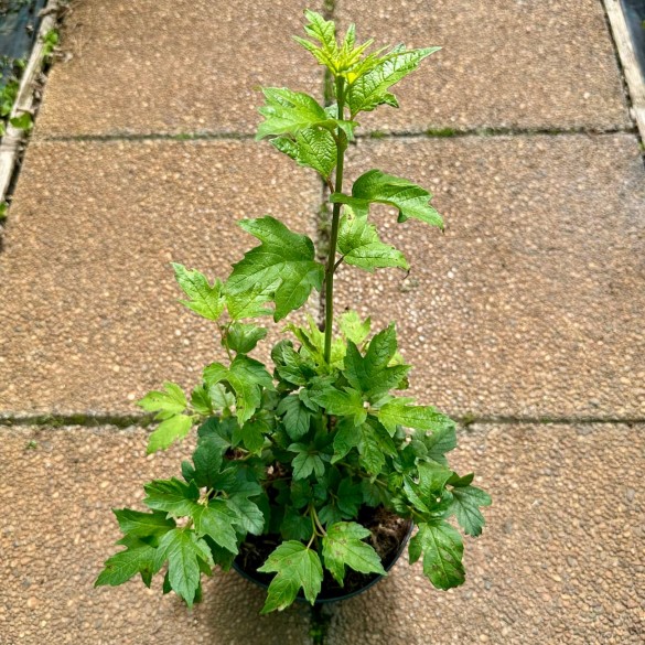 Viburnum opulus 'Roseum' - Labdarózsa
