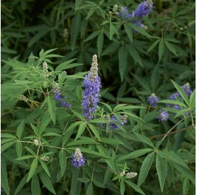 Vitex agnus-castus - Illatos barátcserje