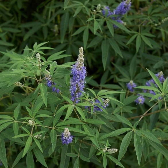 Vitex agnus-castus - Illatos barátcserje