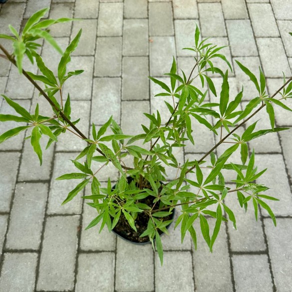 Vitex agnus-castus - Illatos barátcserje