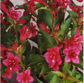 Weigela 'Courtared' - Rózsalonc