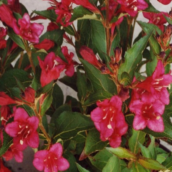 Weigela 'Courtared' - Rózsalonc