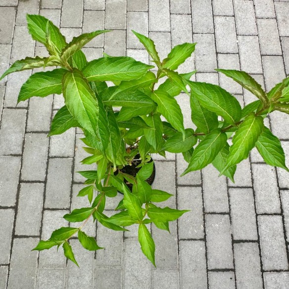 Weigela 'Courtared' - Rózsalonc