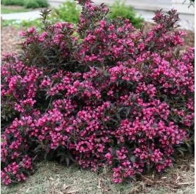 Weigela 'Nana Purpurea' - Rózsalonc