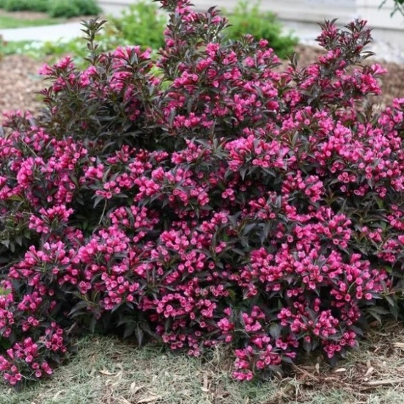Weigela 'Nana Purpurea' - Rózsalonc