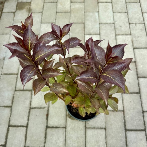 Weigela 'Nana Purpurea' - Rózsalonc