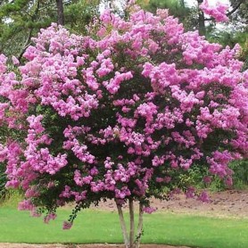 Lagerstroemia indica 'Sioux' - Selyemmirtusz