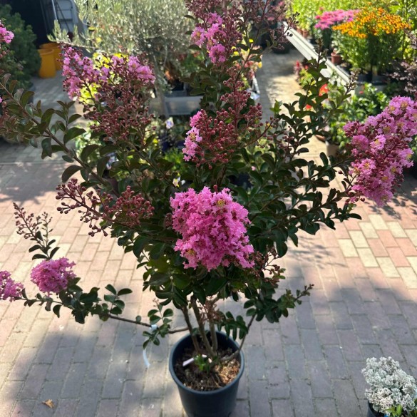 Lagerstroemia indica 'Sioux' - Selyemmirtusz