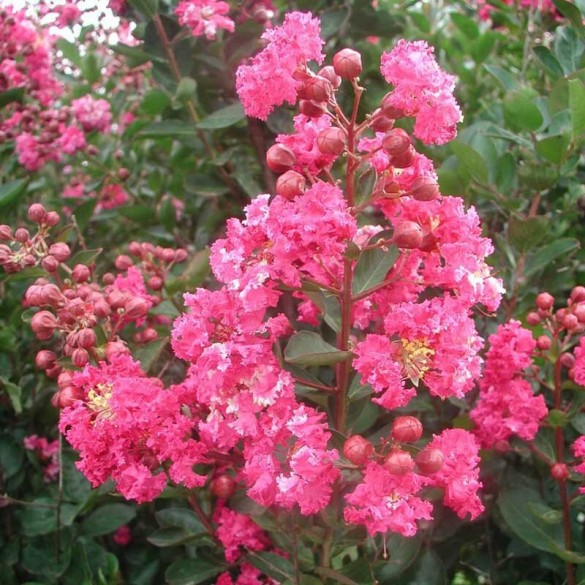 Lagerstroemia indica 'Double Feature' - Selyemmirtusz