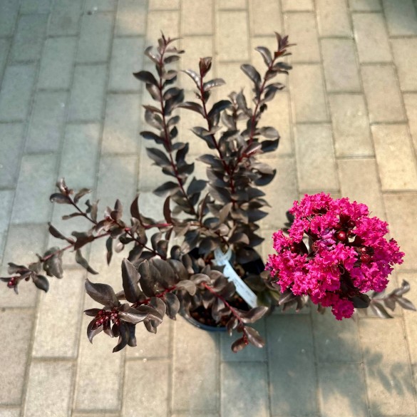 Lagerstroemia indica 'Double Feature' - Selyemmirtusz
