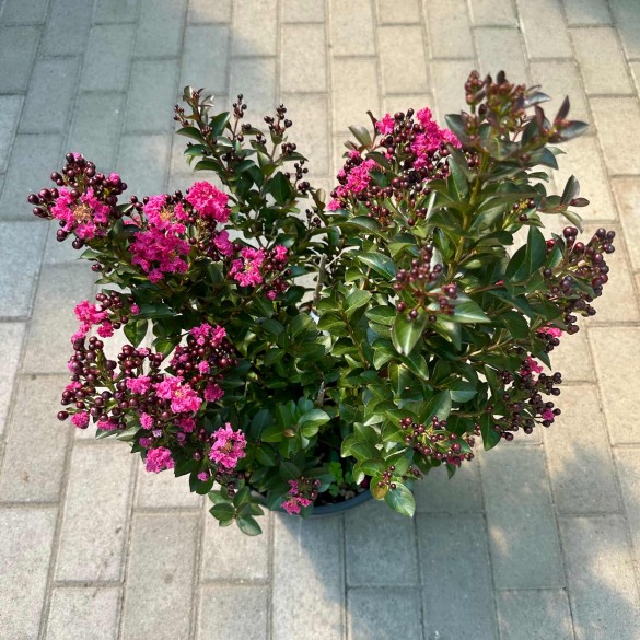 Lagerstroemia indica 'Double Feature' - Selyemmirtusz