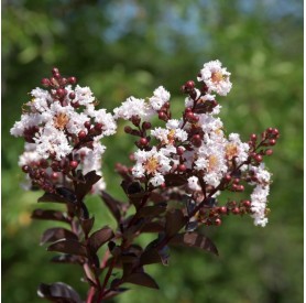 Lagerstroemia indica 'Coconut Sorbet' - Selyemmirtusz