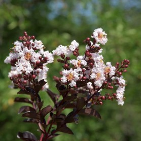 Lagerstroemia indica 'Coconut Sorbet' - Selyemmirtusz