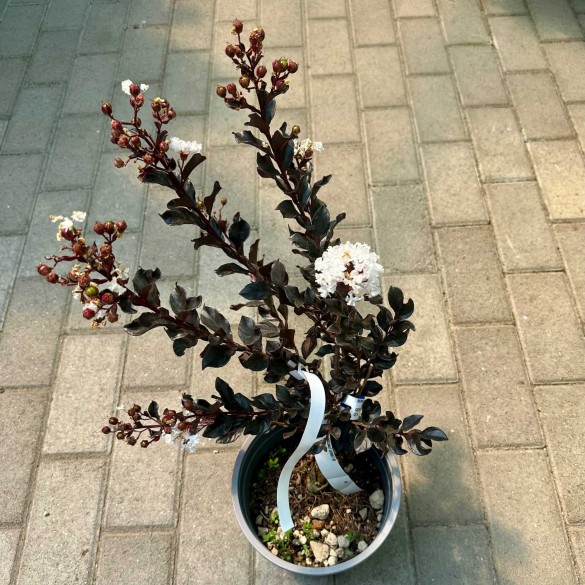 Lagerstroemia indica 'Coconut Sorbet' - Selyemmirtusz