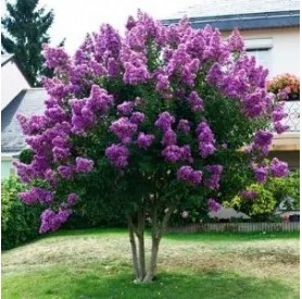 Lagerstroemia indica 'Catawba' - Selyemmirtusz