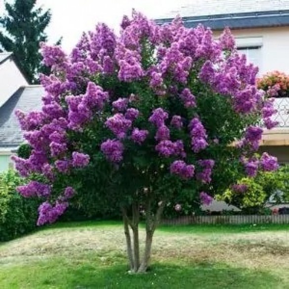 Lagerstroemia indica 'Catawba' - Selyemmirtusz