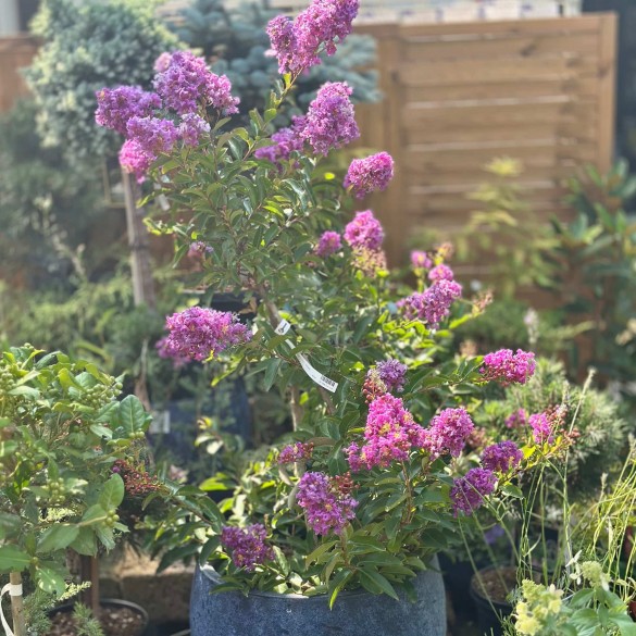 Lagerstroemia indica 'Catawba' - Selyemmirtusz