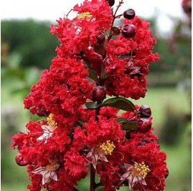 Lagerstroemia indica 'Dynamite' - Selyemmirtusz