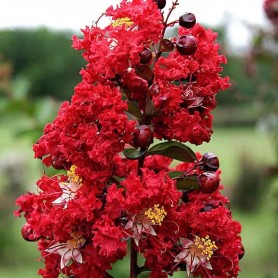 Lagerstroemia indica 'Dynamite' - Selyemmirtusz
