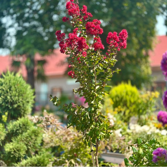 Lagerstroemia indica 'Dynamite' - Selyemmirtusz