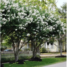 Lagerstroemia indica 'Natchez' - Selyemmirtusz