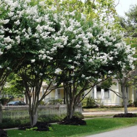 Lagerstroemia indica 'Natchez' - Selyemmirtusz