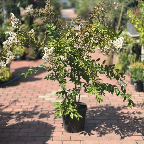 Lagerstroemia indica 'Natchez' - Selyemmirtusz