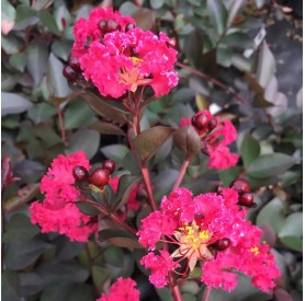 Lagerstroemia indica 'Double Dynamite' - Selyemmirtusz