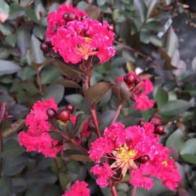 Lagerstroemia indica 'Double Dynamite' - Selyemmirtusz