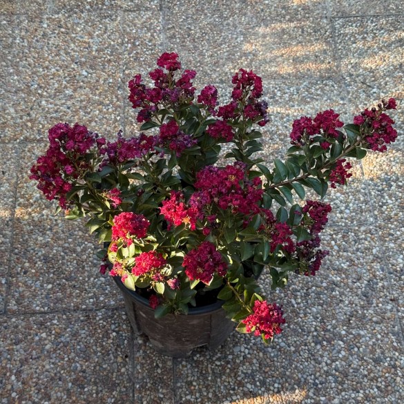 Lagerstroemia indica 'Double Dynamite' - Selyemmirtusz