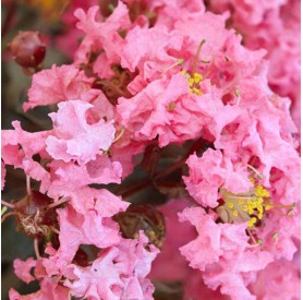 Lagerstroemia indica 'Shell Pink' - Selyemmirtusz