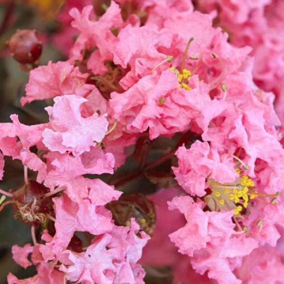Lagerstroemia indica 'Shell Pink' - Selyemmirtusz